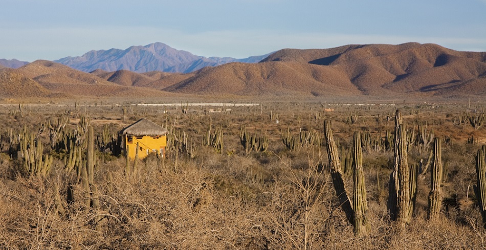cabo desert